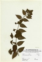 藏品(毛茉莉)的圖片